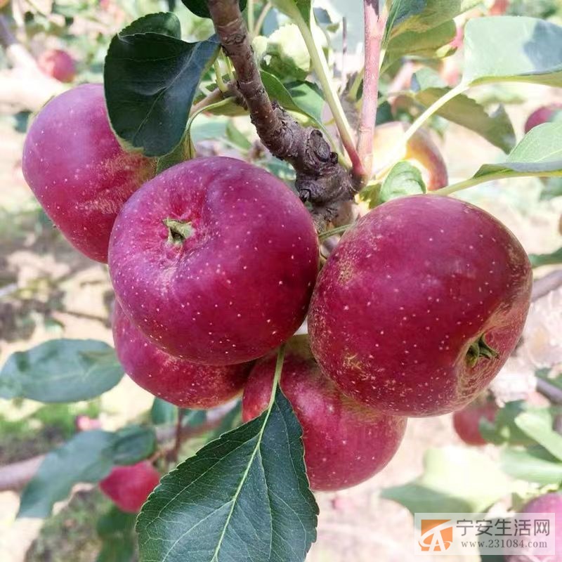 龙丰果园转租