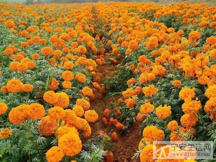 黑龙江省鹏翔生物科技有限公司