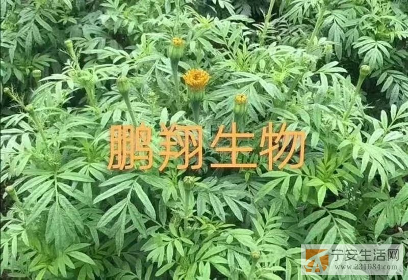 黑龙江省鹏翔生物科技有限公司