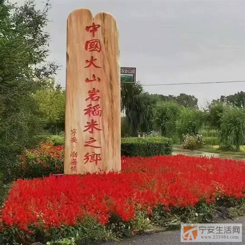 火山岩石板大米