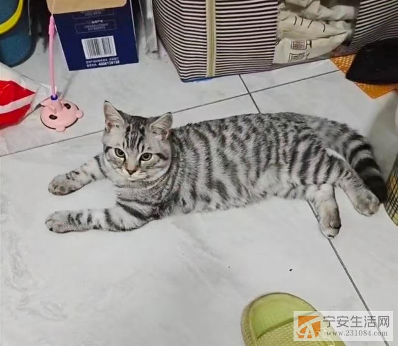 寻猫启事