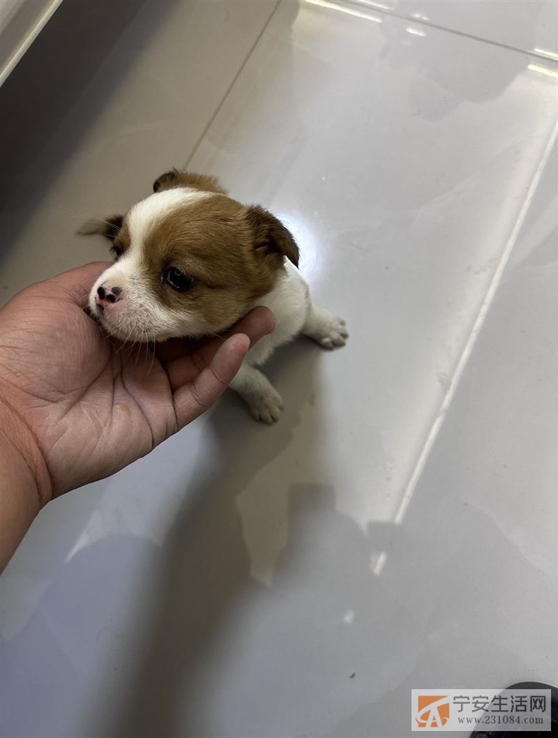 有没有要小狗的 一个多月 免费送 