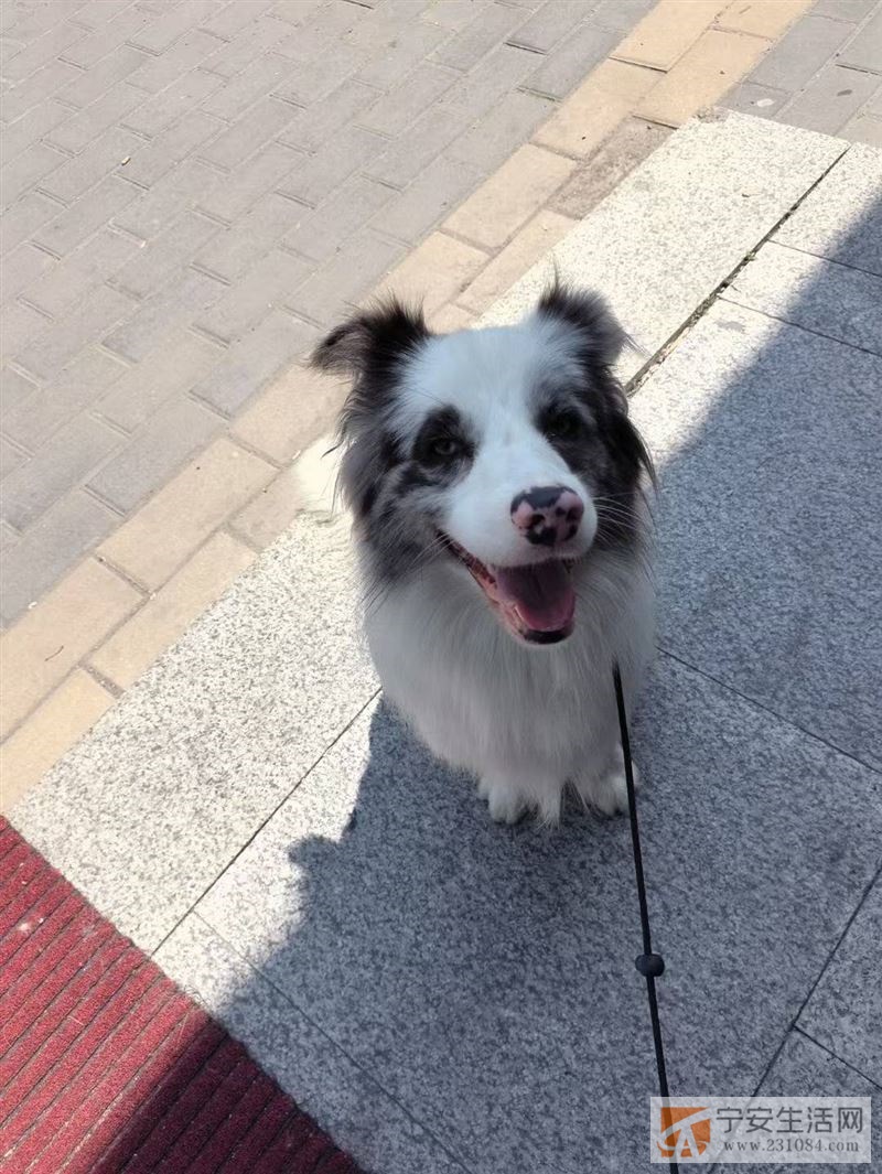 陨石边牧1岁