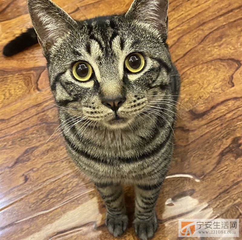 寻猫启事