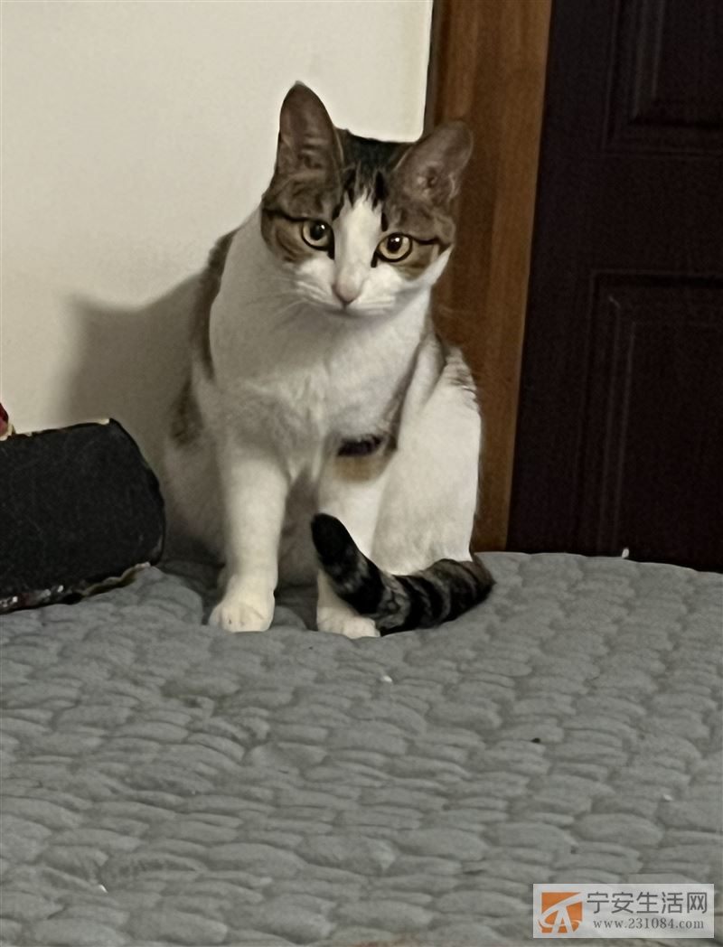 有没有发情公猫